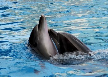 დელფინი ცუცა მეორე შვილის დედა გახდა