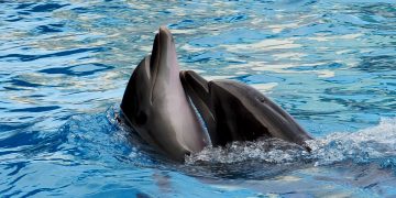 დელფინი ცუცა მეორე შვილის დედა გახდა