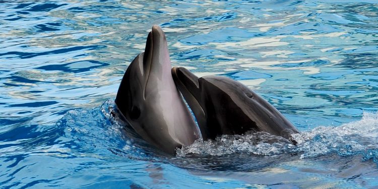 დელფინი ცუცა მეორე შვილის დედა გახდა