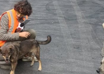 “ეფერებოდა ძაღლებს და ეს კადრი დავიჭირე” – ნინუცა მაყაშვილი ქუჩის ძაღლების ალყაში