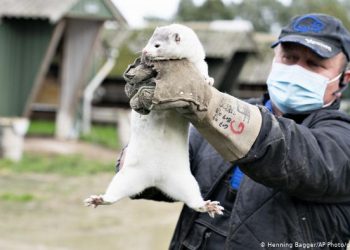 დანიის პრემიერ-მინისტრის გადაწყვეტილებით, ქვეყანაში 15 მილიონ წაულას გაანადგურებენ