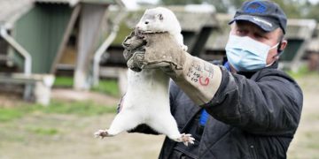 დანიის პრემიერ-მინისტრის გადაწყვეტილებით, ქვეყანაში 15 მილიონ წაულას გაანადგურებენ