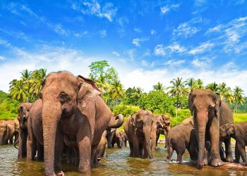 მშიერი სპილოები ველურ ბუნებას ტოვებენ და თავს მოსახლეობას ესხმიან