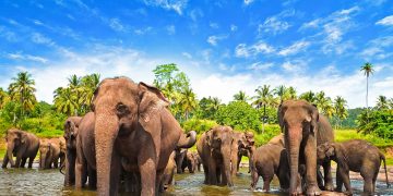 მშიერი სპილოები ველურ ბუნებას ტოვებენ და თავს მოსახლეობას ესხმიან