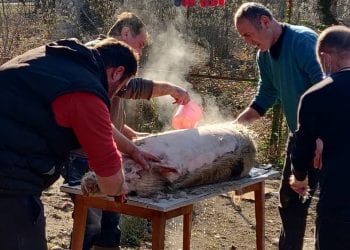 ღორის გაპუტვის კადრი, რომლის გავრცელების გამოც გიორგი კეკელიძე გააკრიტიკეს