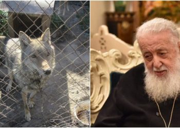 “შენ ისევ ტყვეობაში ხარ-მეთქი? ვკითხე. შემომხედა და ხელების ლოკვა დამიწყო” – პატრიარქის და მგლის ლეკვის ისტორია