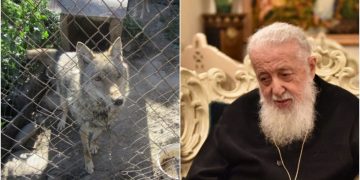 “შენ ისევ ტყვეობაში ხარ-მეთქი? ვკითხე. შემომხედა და ხელების ლოკვა დამიწყო” – პატრიარქის და მგლის ლეკვის ისტორია