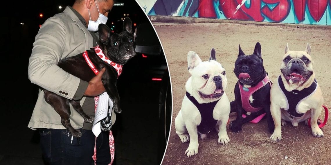 შეიარაღებულმა პირებმა ლედი გაგას ძაღლები გაიტაცეს – რა ოდენობის ჯილდო დააწესა მომღერალმა?