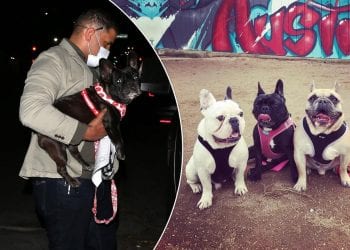 შეიარაღებულმა პირებმა ლედი გაგას ძაღლები გაიტაცეს – რა ოდენობის ჯილდო დააწესა მომღერალმა?