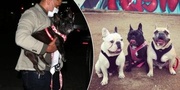 შეიარაღებულმა პირებმა ლედი გაგას ძაღლები გაიტაცეს – რა ოდენობის ჯილდო დააწესა მომღერალმა?