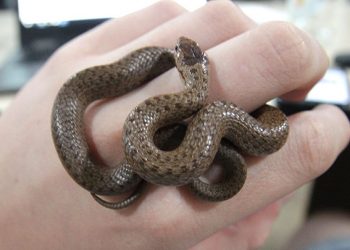 წყვილმა საწოლის ქვეშ გველი და მისი 17 წიწილა იპოვა. ფოტოები