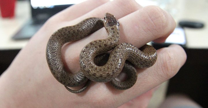 წყვილმა საწოლის ქვეშ გველი და მისი 17 წიწილა იპოვა. ფოტოები