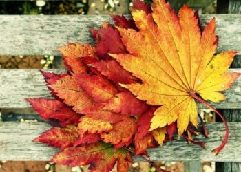 რისი ნახვა ღირს შემოდგომაზე