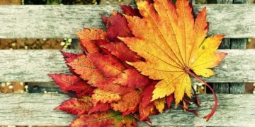 რისი ნახვა ღირს შემოდგომაზე