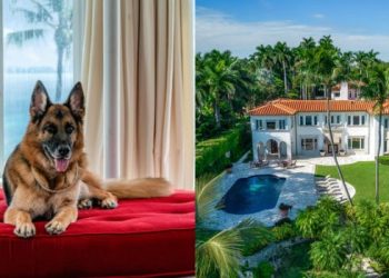 მსოფლიოს უმდიდრესი ძაღლი მაიამიში სახლს ყიდის