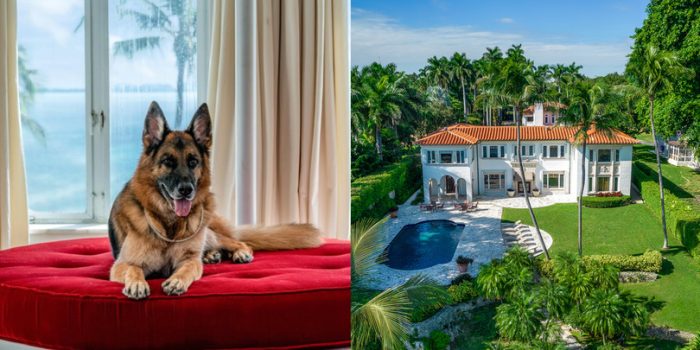მსოფლიოს უმდიდრესი ძაღლი მაიამიში სახლს ყიდის