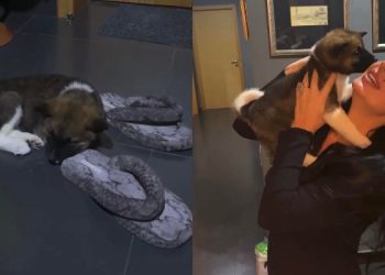 VIDEO: როგორ ეგებება ლელა წურწუმიას შინ ძაღლი