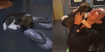 VIDEO: როგორ ეგებება ლელა წურწუმიას შინ ძაღლი