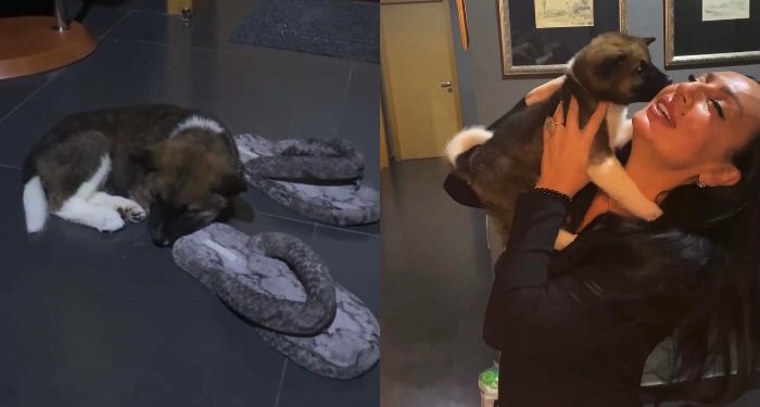 VIDEO: როგორ ეგებება ლელა წურწუმიას შინ ძაღლი